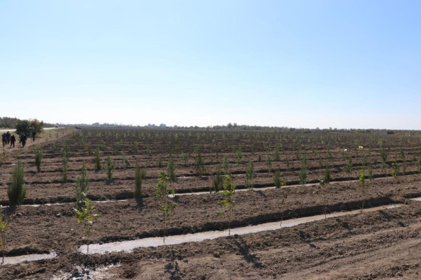 “Yaşıl Marafon” çərçivəsində Ağdaşda 2500 ağac əkilib - FOTO